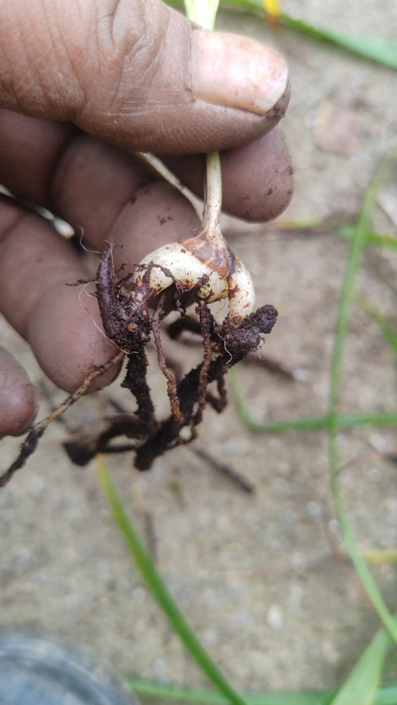 三叉紫花巨茎白芨种苗大量上市，全国发货，全国包邮量大从优