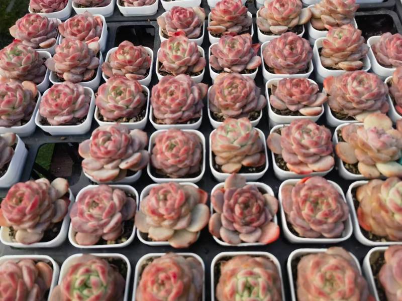 多肉植物沙漠玫瑰产地直发保质保量可视频看货对接全国