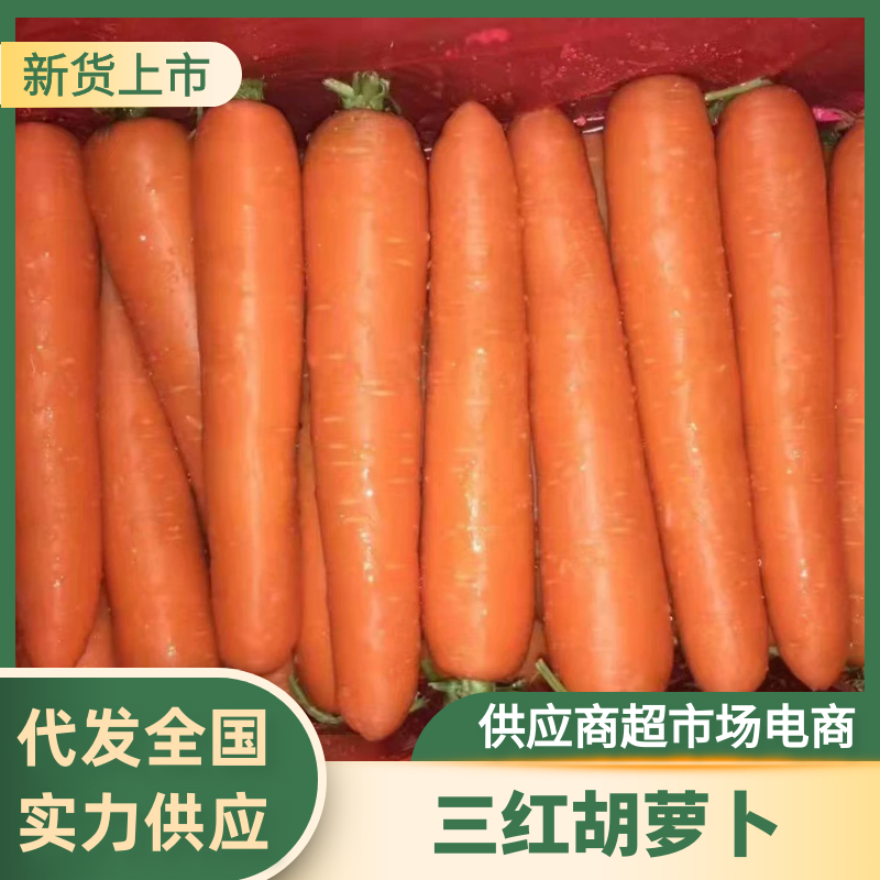 精品热卖河南大红红萝卜基地直供对接电商商超市场