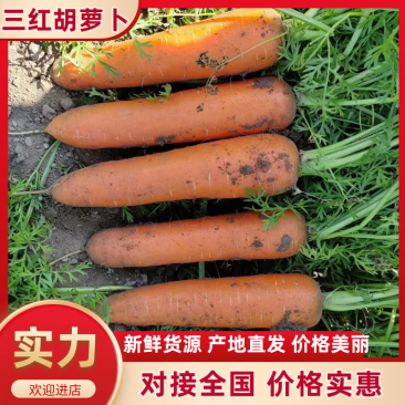 三红胡萝卜厦门胡萝卜水洗15厘米以上基地直发质量保证