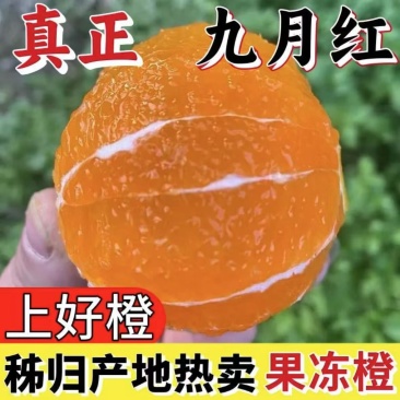 湖北九月红果冻橙源头产地现摘新鲜应季箱装果肉细腻多汁