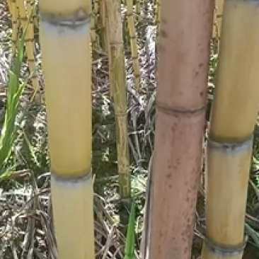 精品云南黄金甘蔗，产地直发，专业团队，品质保证，特价优惠
