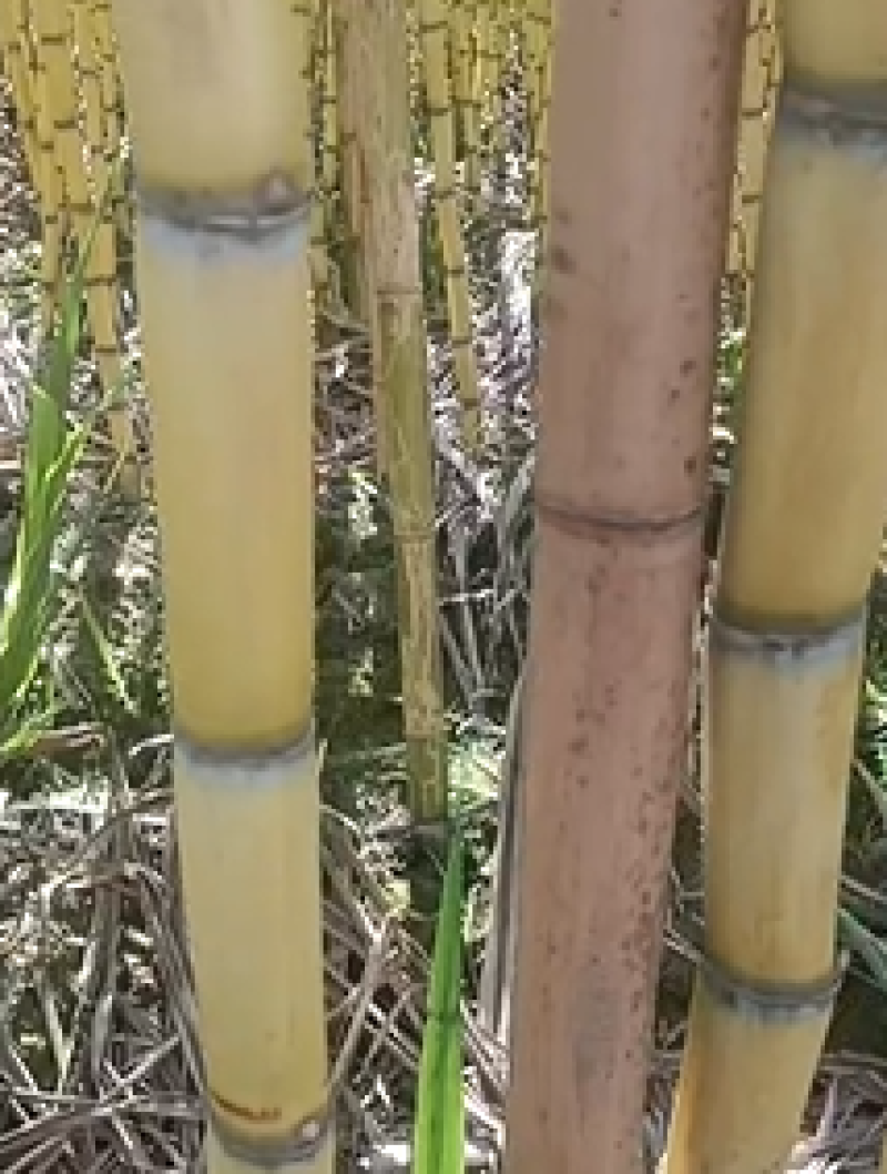 精品云南黄金甘蔗，产地直发，专业团队，品质保证，特价优惠