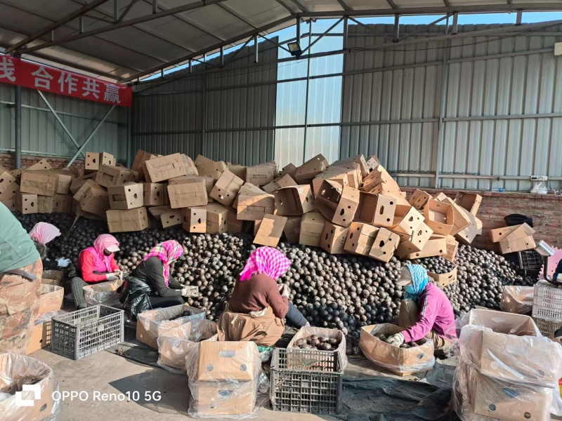 【推荐】东北大冻梨汁水甘甜口感好产地直发价格美丽