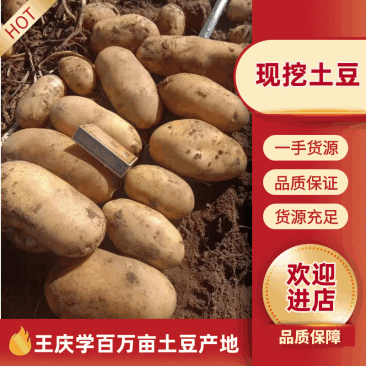 精品土豆：黄皮黄心，红皮黄心和白皮白心，品种齐全。