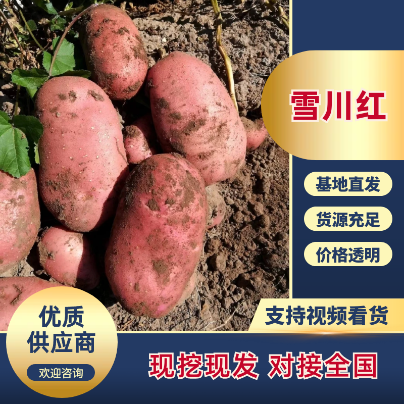 雪川红土豆、围场、内蒙货、可干洗、翻包，适合市场、食堂
