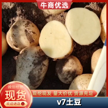 内蒙3两通天v7,市场,超市,工厂学校食,黄皮黄心