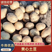 淀粉薯，无烂货、各种品种，专业工人随时装车