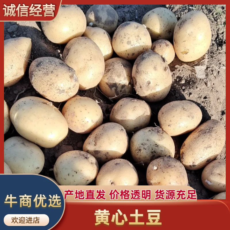 淀粉薯，无烂货、各种品种，专业工人随时装车