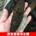 加拿大北极参
