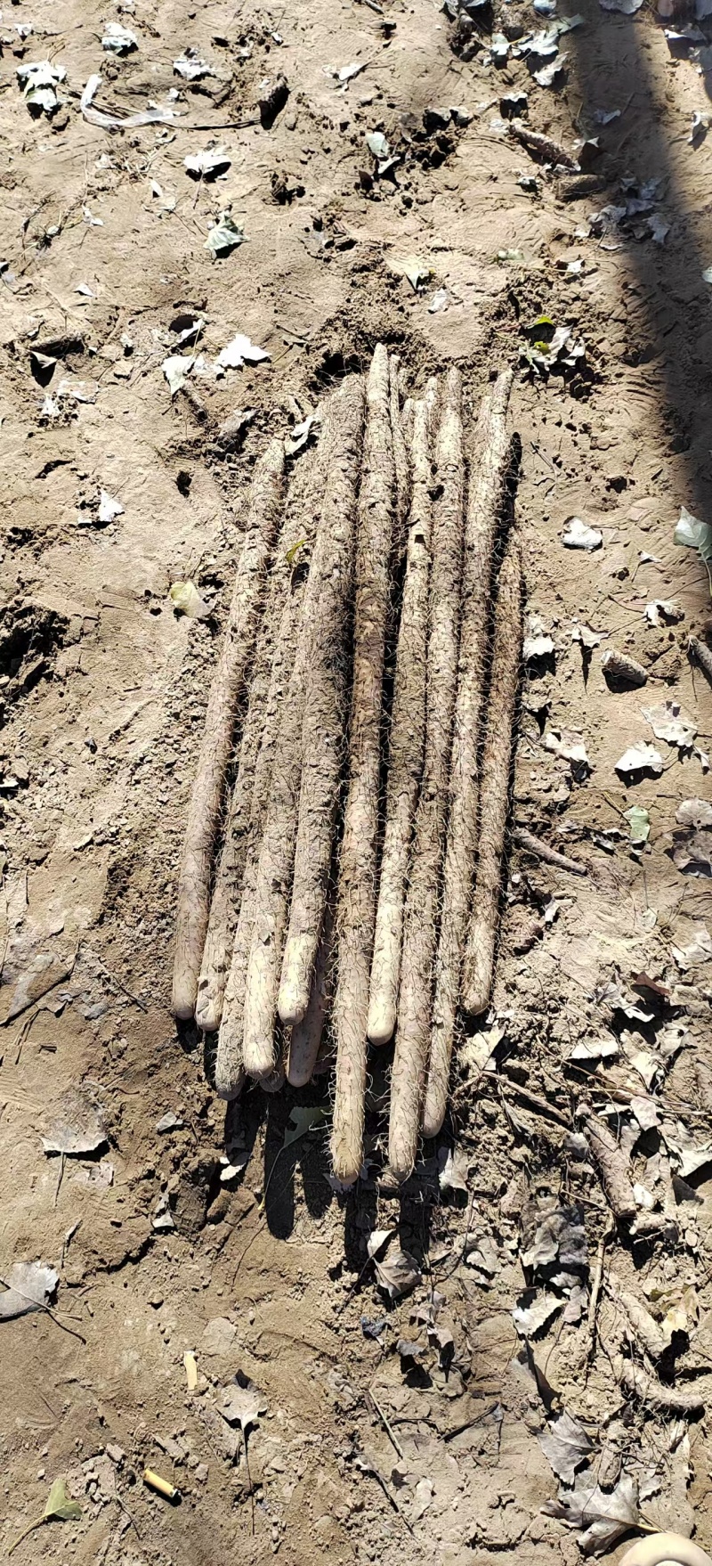 双棒山药一手货源产地直发量大价优欢迎致电咨询
