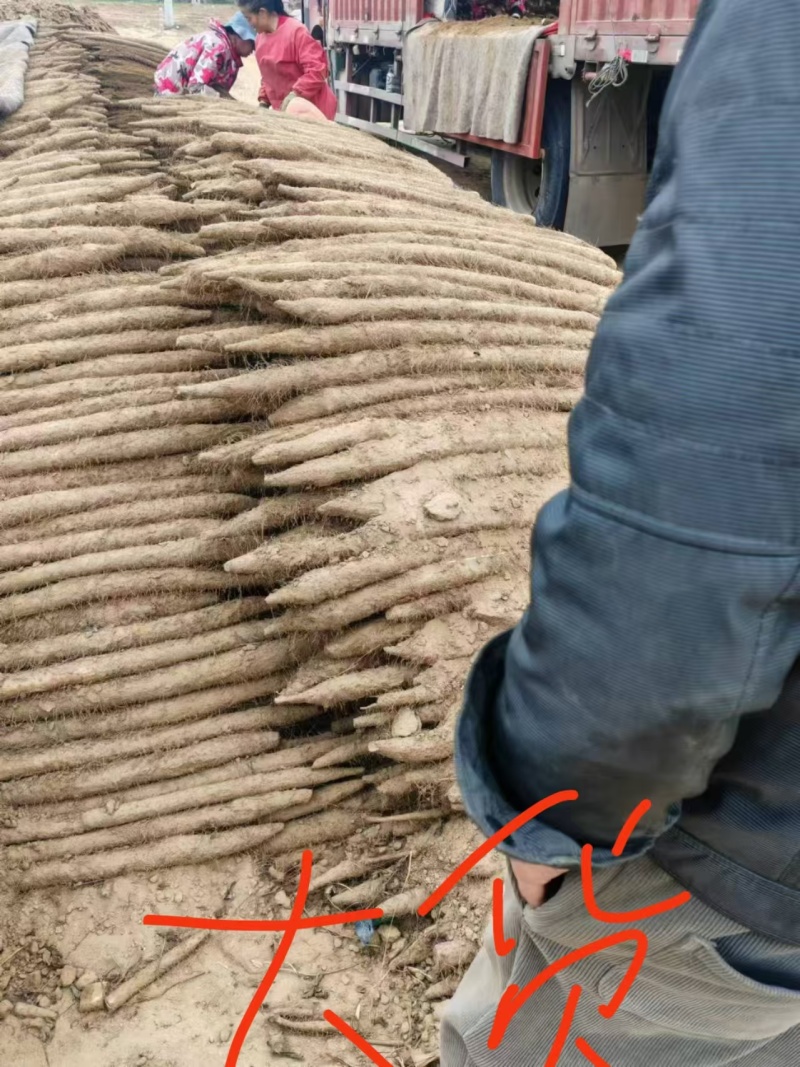 双棒山药一手货源产地直发量大价优欢迎致电咨询