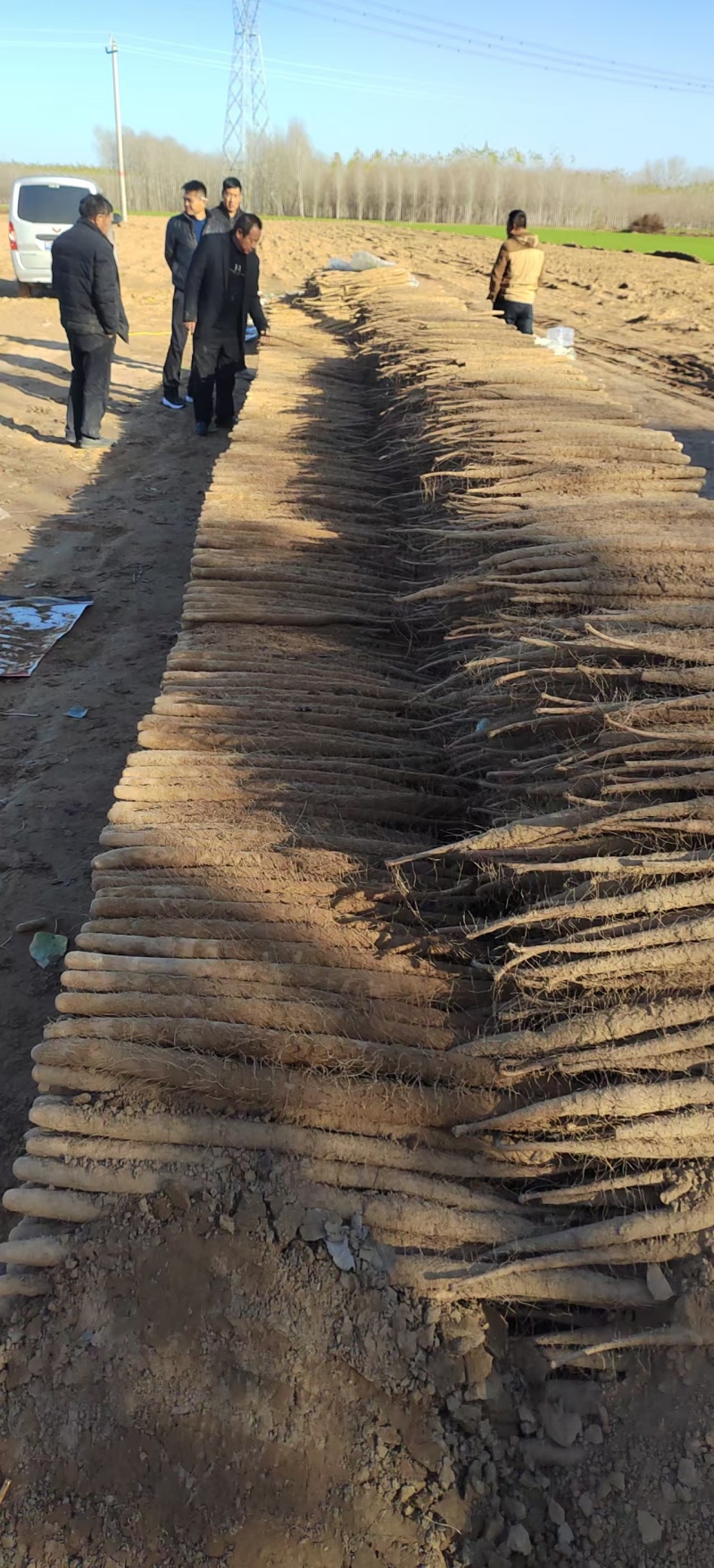小白嘴山药货源稳定产地直发一手货源量大价优欢迎致电咨询