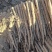 小白嘴山药货源稳定产地直发一手货源量大价优欢迎致电咨询