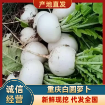 重庆白圆萝卜元宝萝卜圆白萝卜产地现挖新鲜发货价格实惠