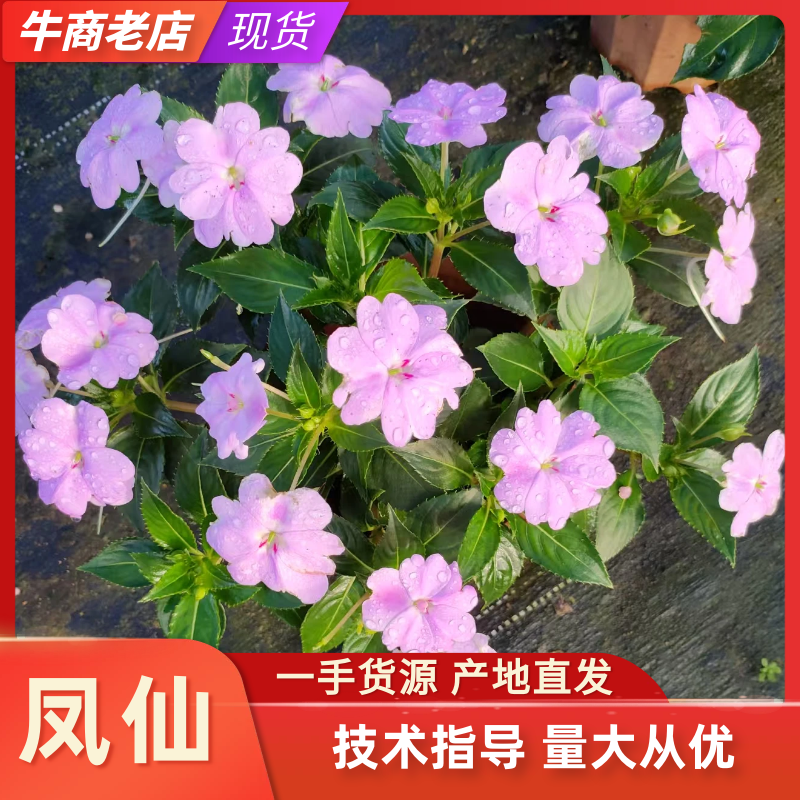 超级凤仙凤仙盆花苗圃直发提供技术量大从优欢迎咨询
