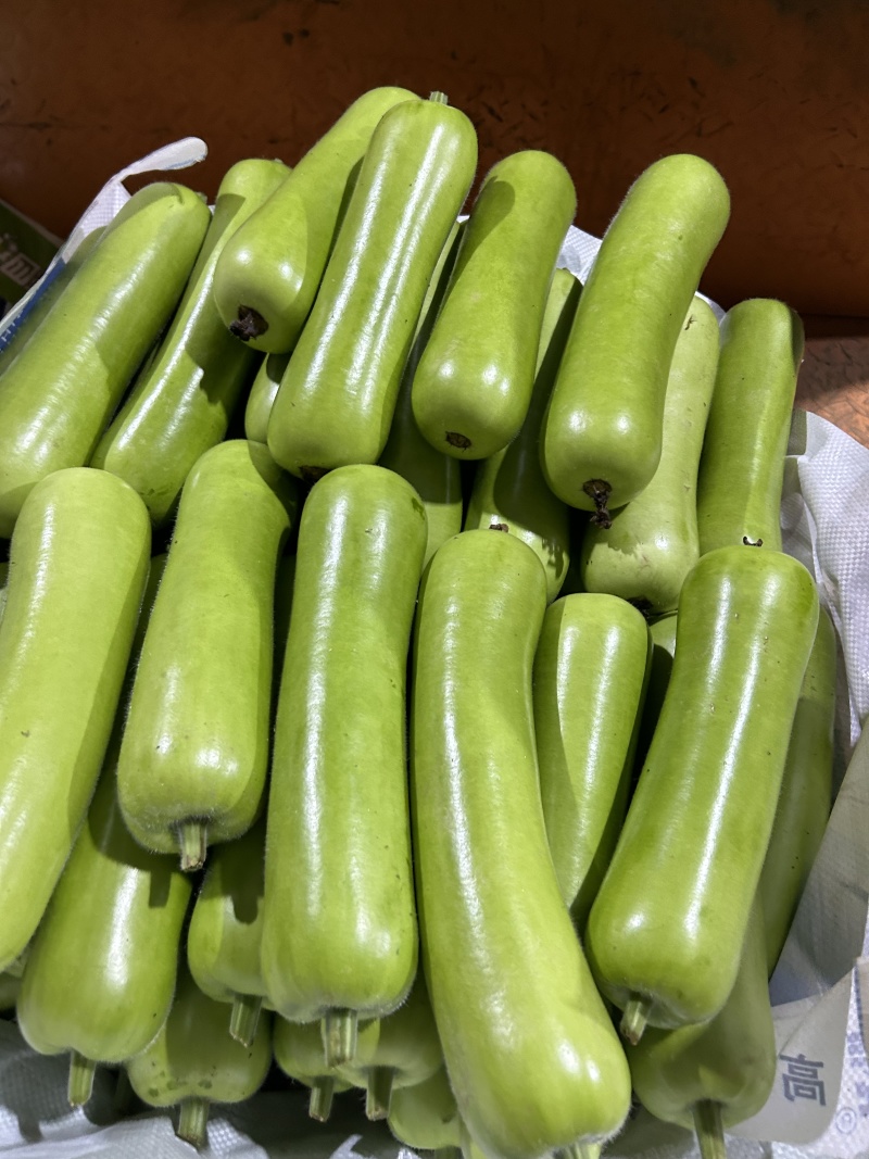 【精品瓠瓜】广东湛江基地直供质量保证一手货源全国发货