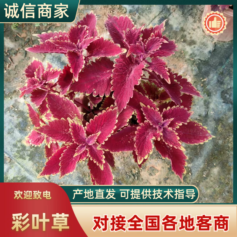 彩叶草大量供应基地直发提供技术欢迎来电咨询