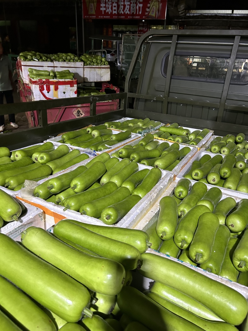 【精品瓠瓜】广东湛江基地直供质量保证一手货源全国发货