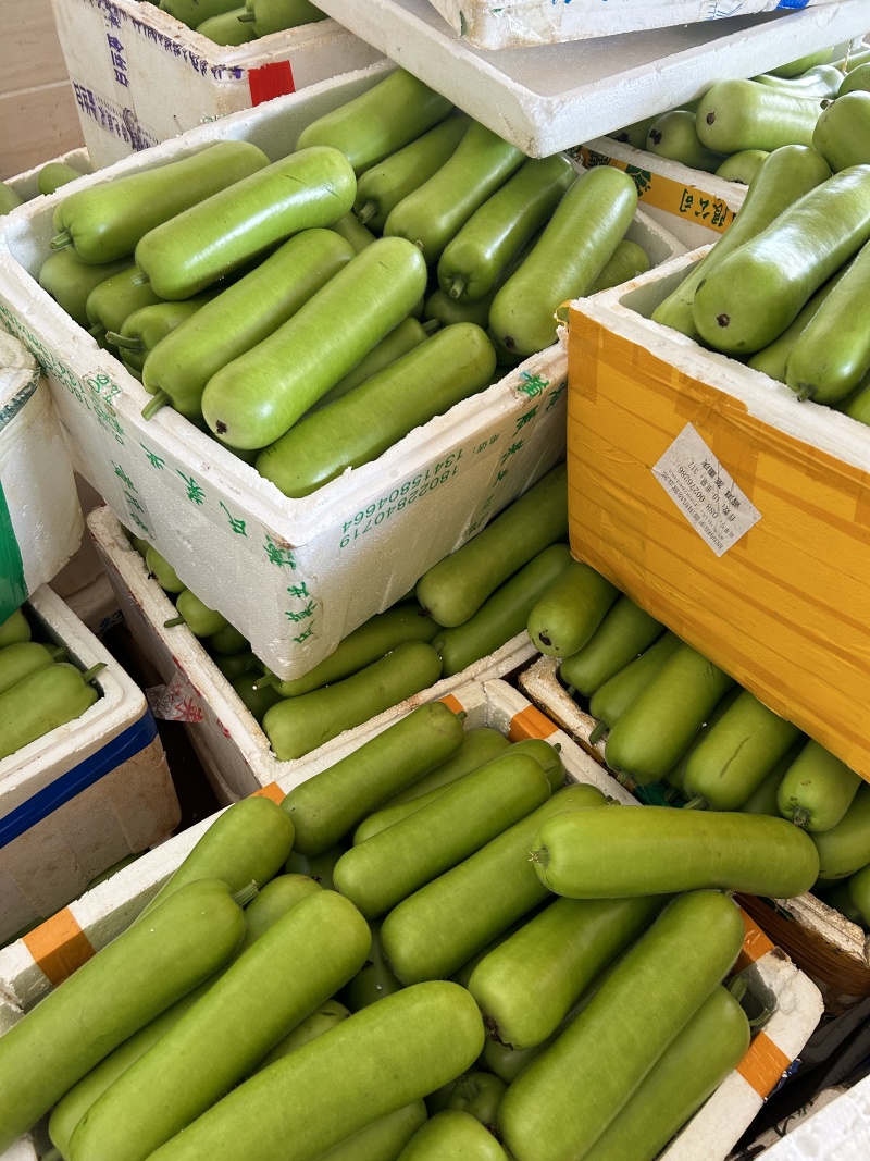 【精品瓠瓜】广东湛江基地直供质量保证一手货源全国发货