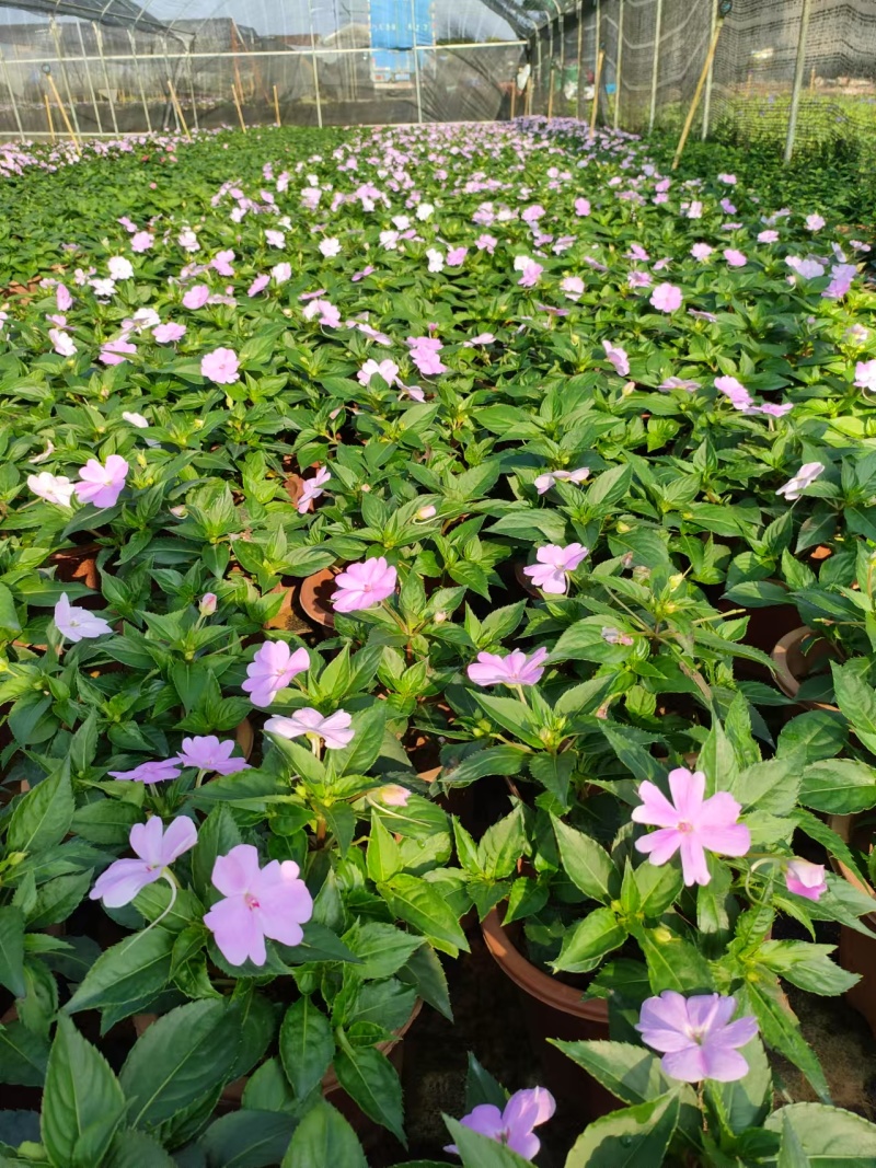 超级凤仙凤仙盆花苗圃直发提供技术量大从优欢迎咨询