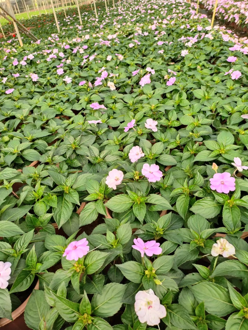 超级凤仙凤仙盆花苗圃直发提供技术量大从优欢迎咨询