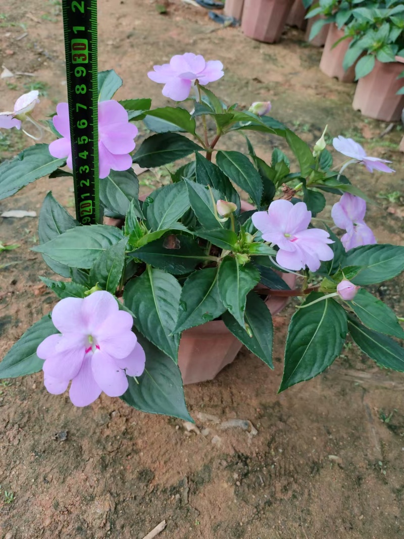 超级凤仙凤仙盆花苗圃直发提供技术量大从优欢迎咨询