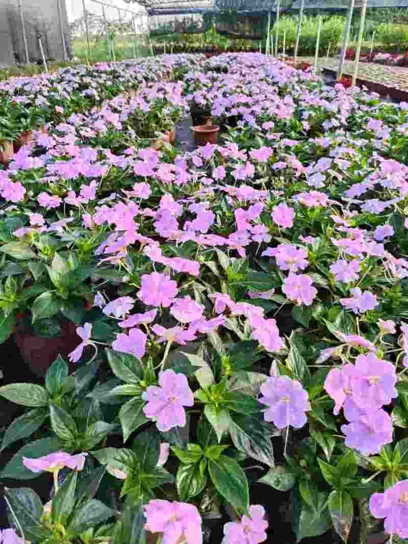 超级凤仙凤仙盆花苗圃直发提供技术量大从优欢迎咨询