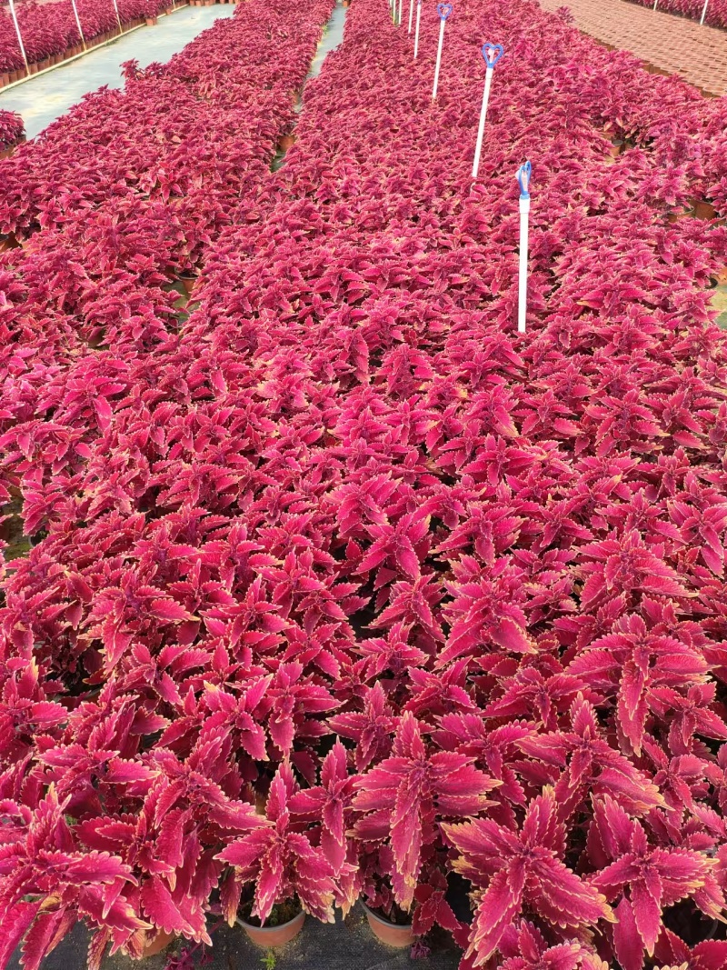 彩叶草大量供应基地直发提供技术欢迎来电咨询