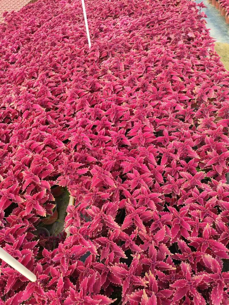 彩叶草大量供应基地直发提供技术欢迎来电咨询
