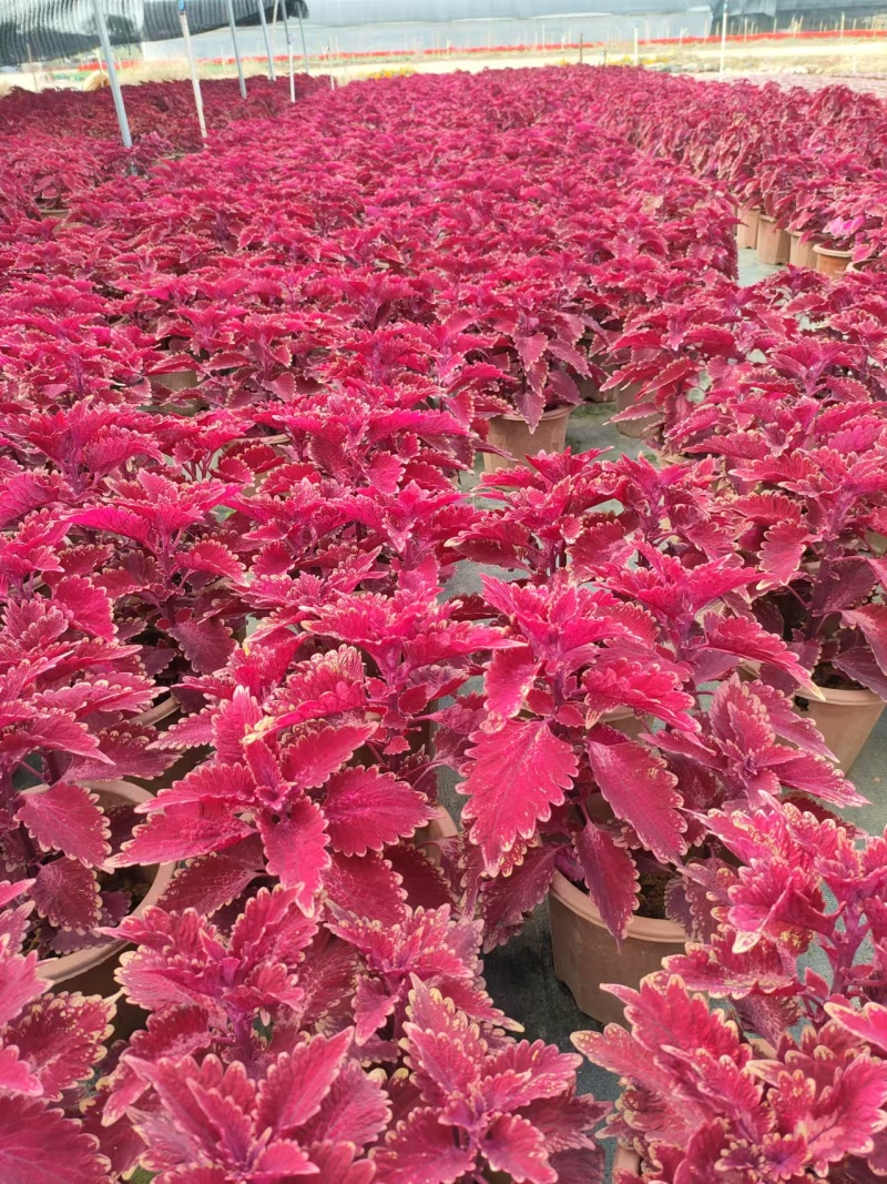 彩叶草大量供应基地直发提供技术欢迎来电咨询