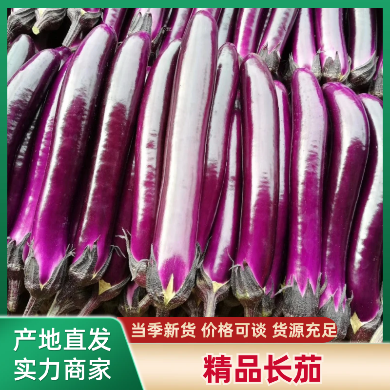 【精品长茄】广东湛江基地直供质量保证货源充足全国发货