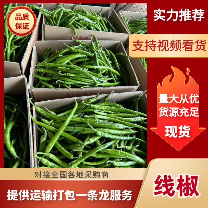 精品线椒大量上市广东徐闻产地直发质量保证量大优惠