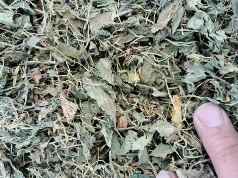 甜地丁对接全国货真价实可实地考察欢迎咨询