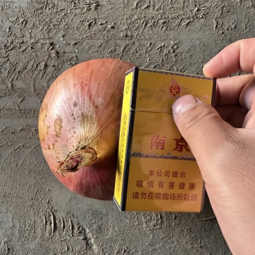 精品黄洋葱大量现货对接全国欢迎咨询~