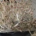 【保质保量】花生芽对接全国量大从优发货快买家认可
