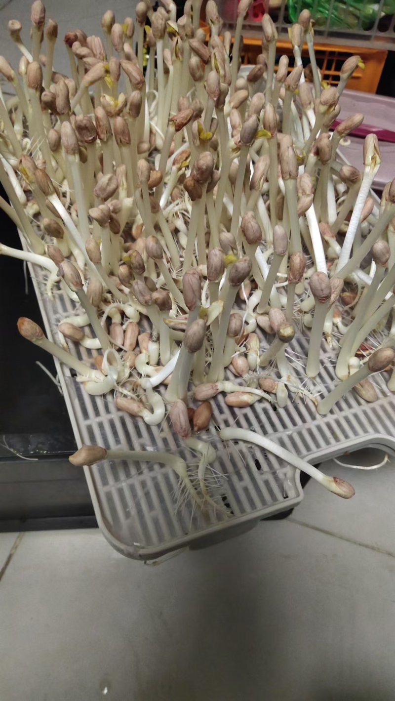 【保质保量】花生芽对接全国量大从优发货快买家认可