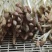 【保质保量】花生芽对接全国量大从优发货快买家认可