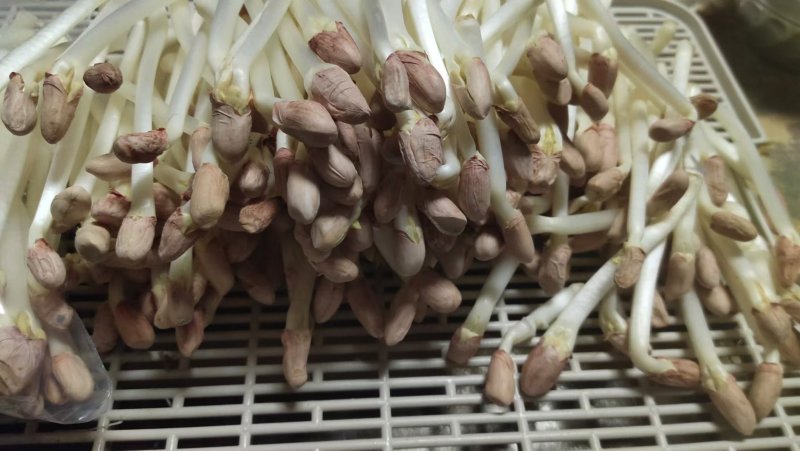 【保质保量】花生芽对接全国量大从优发货快买家认可