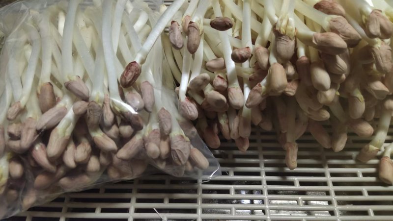 【保质保量】花生芽对接全国量大从优发货快买家认可