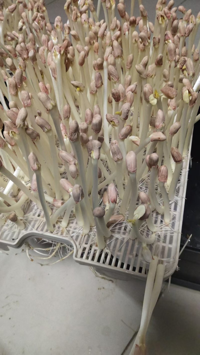 【保质保量】花生芽对接全国量大从优发货快买家认可