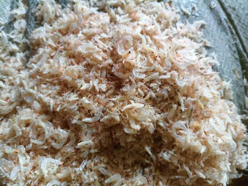 烘干碎赤尾青虾，厂家直发，一手货源，量大从优质量保证
