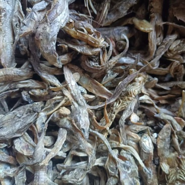 无盐杂鱼干，淡干无盐，味好干度好，易粉碎蛋白高，对接全国