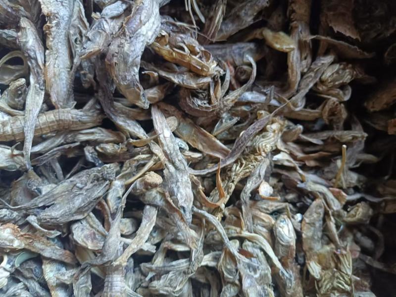 无盐杂鱼干，淡干无盐，味好干度好，易粉碎蛋白高，对接全国