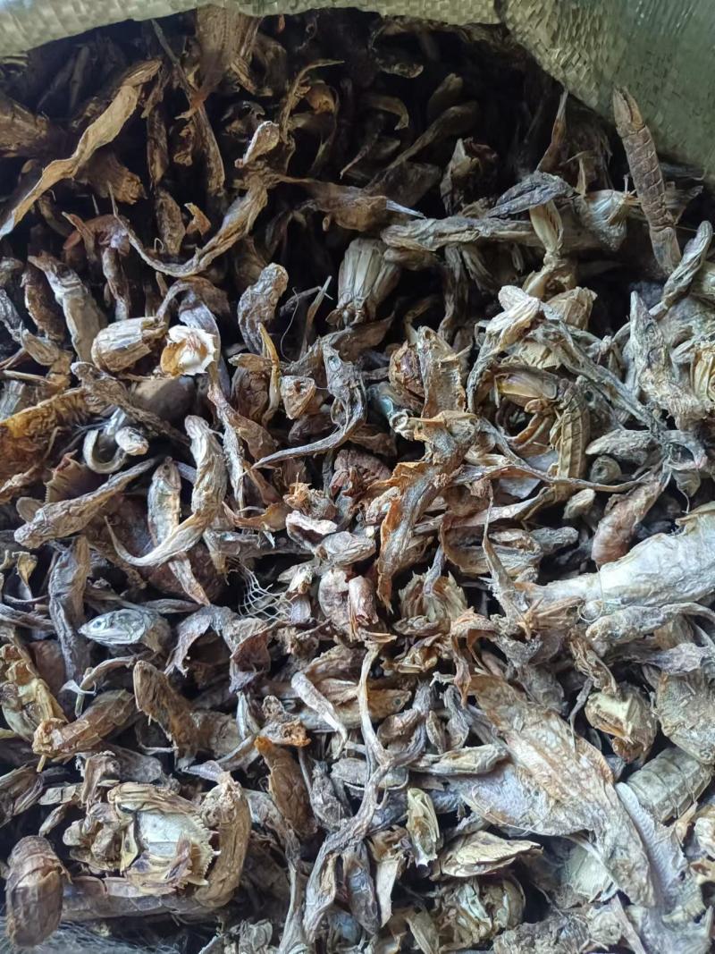 无盐杂鱼干，淡干无盐，味好干度好，易粉碎蛋白高，对接全国