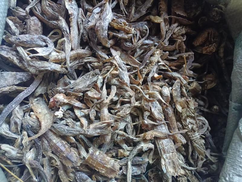 无盐杂鱼干，淡干无盐，味好干度好，易粉碎蛋白高，对接全国