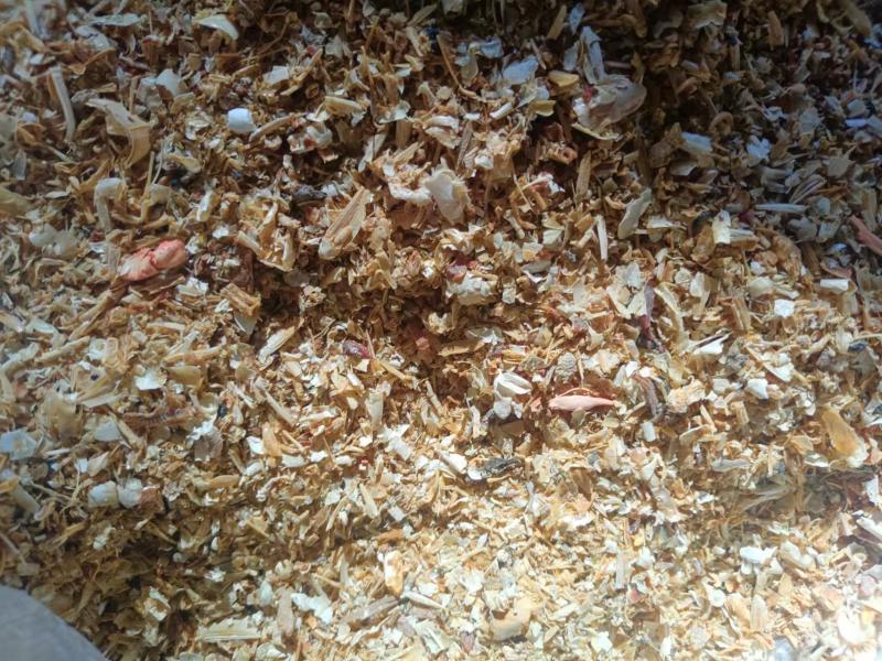 海虾糠味好微量元素丰富，尤其钙磷含量高，是养殖业的好帮手