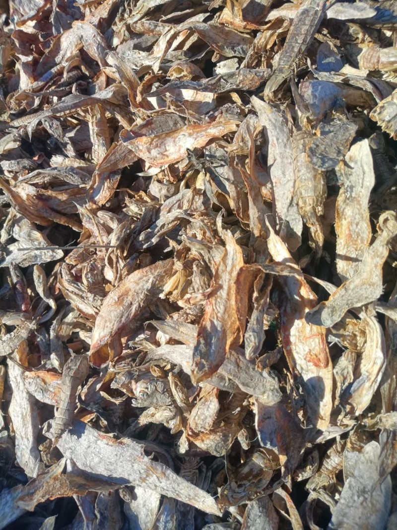 饲料鱼干，淡干，干度好，鱼种类多，营养更全面品质保障