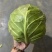 半软甘蓝大量走货，价格可谈，品质保证，欢迎来电