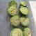 山东甘蓝圆包菜，一手货源，保质保量，诚信经营，欢迎选购